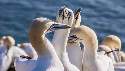 罗纳尔多：我如此喜爱做一名9号 范巴斯滕是我偶像