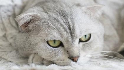 五星体育直播-TT腿筋拉伤无法参加训练 尚不确定能否出战揭幕战